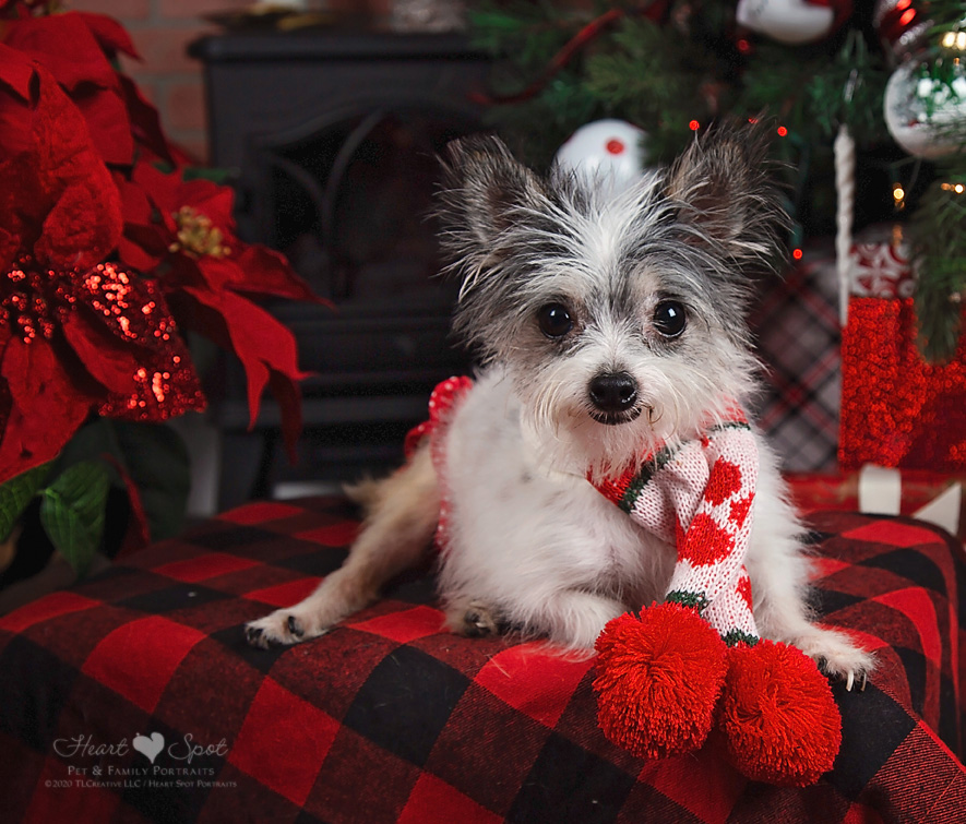 A small dog wearing a holiday-themed outfit is lying on a red and black plaid blanket in front of a Christmas tree