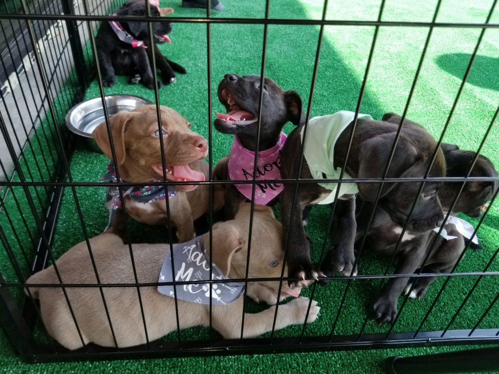 The image shows four puppies in a cage or playpen